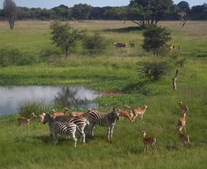 Mukuvisi Woodlands Tour