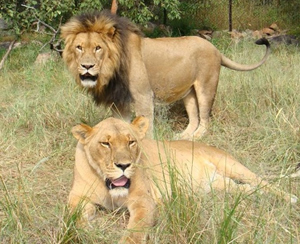 Lion Park Tour