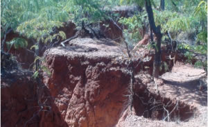 Chingwaru gulley, Chingwaru village, Ward 3 Chingwaru gulley, Chingwaru village, Ward 3