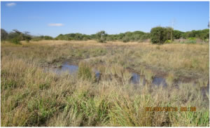 Gutu wetland, Gutu village, ward 8, Murewa district.